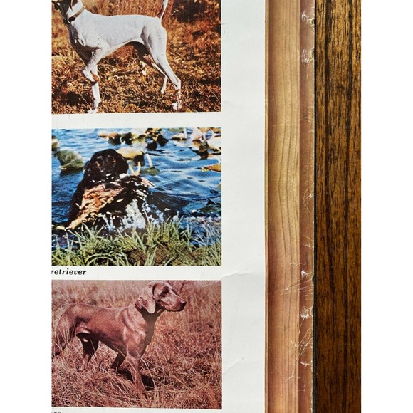 Friskies 18 Hunting Dogs Poster Outdoor Life Photos VINTAGE (20) - Picture 6 of 7